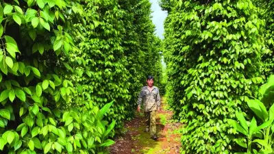 Hợp tác xã dẫn dắt chuyển đổi xanh, nâng tầm hồ tiêu Lâm Đồng