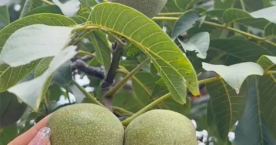 Hạt Óc Chó Việt Nam: Từ Quả Rừng Bị Lãng Quên Đến Siêu Thực Phẩm Toàn Cầu