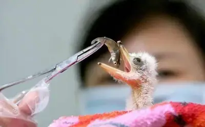 Đi câu cá, người đàn ông bắt gặp loài vật quý hiếm hơn gấu trúc, cả thế giới chỉ còn 1000 con