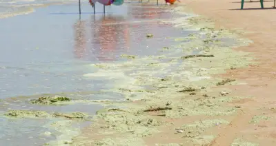 Lộ diện thủ phạm khiến nước biển Bãi Sau Vũng Tàu xanh như matcha