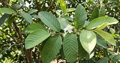 Lá ổi: Lợi ích sức khỏe và cách dùng an toàn