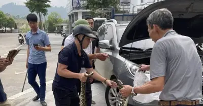 Lào Cai: Tài xế Hyundai Tucson kinh hãi phát hiện trăn khổng lồ trong khoang máy