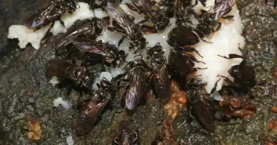 Loài ong ăn thịt thối vẫn tạo mật ngọt, bí ẩn tiến hóa khiến giới khoa học kinh ngạc