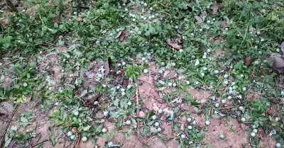 Mưa đá dữ dội tàn phá vườn mận Bắc Hà, 4 người bị thương và nhà sập