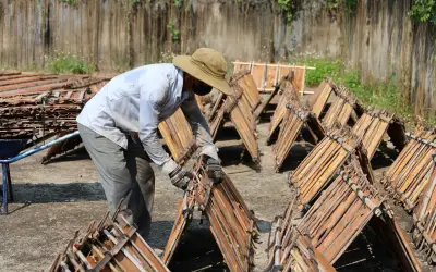 Mùa Quế Trà Bồng Bội Thu: Người Dân Quảng Ngãi Hưởng Lợi Từ Cây Đặc Sản