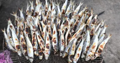 Mùa Săn 'Lộc Biển' Cá Trích Ở Nghệ An: Cảnh Tấp Nập Và Món Nướng Gây Sốt