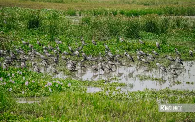 Đàn cò nhạn quý hiếm xuất hiện tại Đắk Lắk, báo hiệu môi trường sinh thái thuận lợi