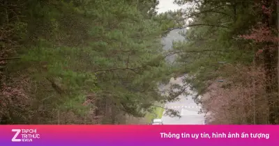 Nữ Du Khách Pháp Gãy Chân Khi Đi Xe Máy Ở Măng Đen, Quảng Ngãi