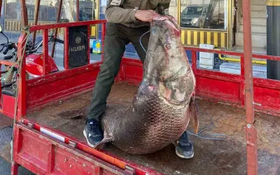 Ngư dân Thổ Nhĩ Kỳ bắt được cá măng khổng lồ nặng 100 kg trên sông Euphrates