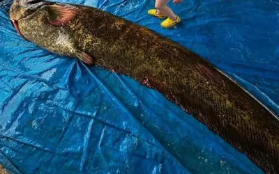 Ngư dân Thổ Nhĩ Kỳ bắt được cá trê khổng lồ nặng 114 kg tại hồ Demirköprü