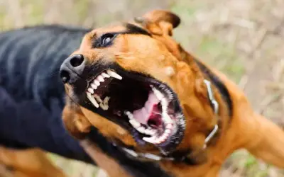 Đồng Tháp ghi nhận ca tử vong do bệnh dại từ chó nuôi đã tiêm phòng