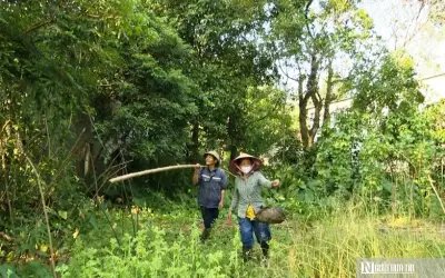 Nghề Săn Trứng Kiến Ở Quảng Trị: Đặc Sản 'Hái Ra Tiền' Giữa Đại Ngàn