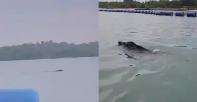 Người dân phát hiện 'thủy quái' bơi lội trên sông, chuyên gia nói điều hiếm thấy