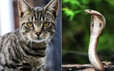 Nhà Có 1 Trong 4 Cặp Con Giáp Này: Tiền Bạc Kéo Đến, Giàu Sang 3 Đời