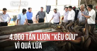 Nông dân lo lắng giải cứu 4.000 tấn lươn, lúa nóng trước nguy cơ thất thu