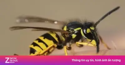 Ong đốt tử vong một nhân viên bảo vệ rừng ở Gia Lai trong lúc tuần tra