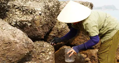 Phụ nữ miền biển Nghệ An khom lưng gặt đục đá, chắt chiu từng mùa vụ