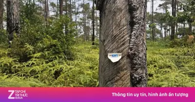 Quảng Ngãi chuyển gần 83 ha rừng Măng Đen làm đại đô thị nghìn tỷ