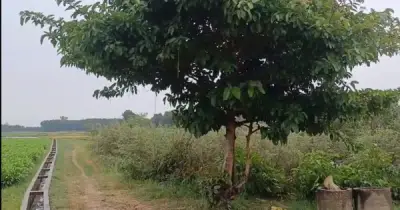 Quảng Ngãi: Sét đánh tử vong một người đàn ông khi đang chở lúa