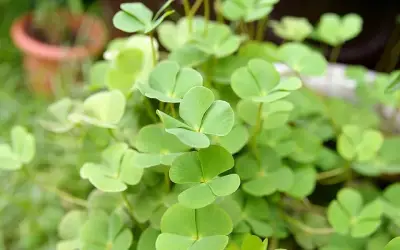 Rau Bợ Nước: Từ Cỏ Dại Thành Đặc Sản Quý, Vị Thuốc Quý Trong Vườn Nhà