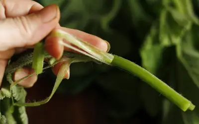 Rau Bí: Thực Phẩm Dân Dã Với Kho Tàng Dinh Dưỡng Và Lợi Ích Sức Khỏe Vượt Trội