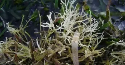 Rau câu chân vịt: Từ rau dại ven biển thành đặc sản đắt đỏ bậc nhất