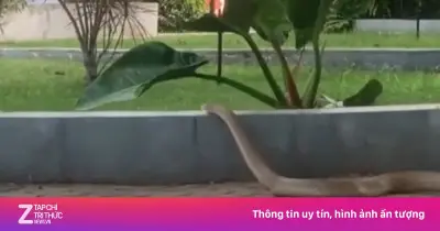 Rắn hổ trâu dài 3 mét bất ngờ xuất hiện tại bệnh viện ở Đắk Lắk