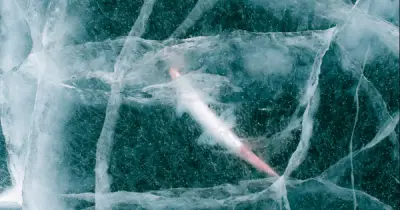 Sinh vật 24.000 năm tuổi sống lại sau khi rã đông