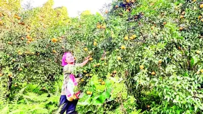 Thái Nguyên: OCOP 'đánh thức' tiềm năng nông sản vùng cao, miến dong 5 sao vươn ra châu Âu