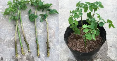 Trồng Rau Tại Nhà: 3 Loại 'Sâm Xanh' Dân Dã, Dinh Dưỡng Cao, Dễ Chăm