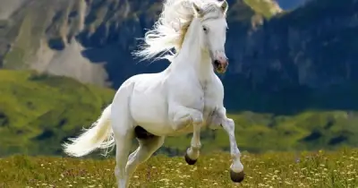 Tuổi Hợi, Mão, Ngọ: Cơ Hội Tài Chính Vững Vàng Từ 2026 Đến 2030