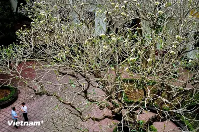 Vẻ đẹp hoài cổ độc đáo của hoa Champa trong khuôn viên phố thị