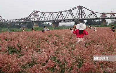 Vườn Cỏ Hồng Dưới Chân Cầu Long Biên: Điểm Hẹn Lãng Mạn Giữa Lòng Hà Nội