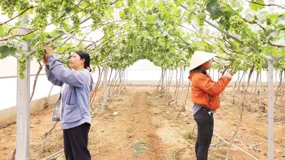 Vườn Nho Vĩnh Hải: Hành Trình Biến Đất Khô Cằn Thành 'Miền Ngọt Lành' Thu Hút Du Khách