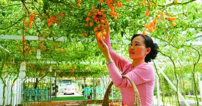 Xã Hồ Thị Kỷ: Tái cấu trúc sản xuất nông nghiệp thích ứng linh hoạt