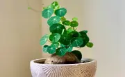 4 Loại Cây Đặt Phòng Khách Vừa Đẹp Hiện Đại Vừa Hút Tài Lộc, Ai Cũng Nên Có