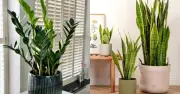 6 Loại Cây Lọc Không Khí Tốt Nhất Theo NASA, Dễ Trồng Cho Nhà Việt