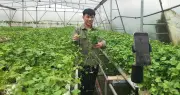 9x Quảng Ninh từ bỏ 3 tỷ đồng để trồng rau mầm, thu 50 triệu mỗi tháng
