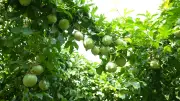 Đưa công nghệ sinh học vào nông nghiệp: Hành trình từ giấc mơ doanh thu tỷ đồng đến Net Zero 2050