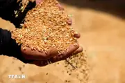 Argentina Thiết Lập Kỷ Lục Xuất Khẩu Nông Sản Trong Thập Kỷ Qua