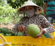 Australia Chính Thức Công Bố Điều Kiện Nhập Khẩu Bưởi Tươi Từ Việt Nam