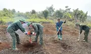 Bộ đội Điện Biên hỗ trợ nhân dân đào hố trồng cà phê, mắc ca trong chiến dịch nông nghiệp