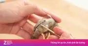Bộ Phận Bẩn Nhất Của Tôm Cần Loại Bỏ Khi Ăn Để Đảm Bảo An Toàn