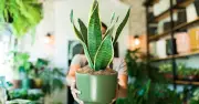 Bí quyết chăm sóc cây lưỡi hổ vượt qua mùa hè nắng nóng hiệu quả