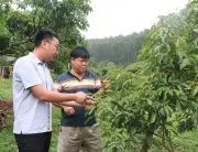 Bắc Ninh ký kết biên bản thỏa thuận hợp tác tiêu thụ vải thiều năm 2026