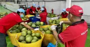 Bưởi Việt Nam: Giá Cao Gấp Đôi Vẫn Đắt Hàng, Hướng Tới Kỷ Lục Xuất Khẩu Mới