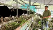 Bảo tồn bò tót lai F1: Thành công thích nghi nhưng vướng rào cản sinh sản