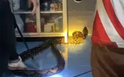 Bắt được trăn khổng lồ dài 4,9 mét trong tủ bếp ở Thái Lan