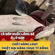 Cá bớp nuôi lồng bè ở Lý Sơn chết hàng loạt, thiệt hại hàng chục tỷ đồng