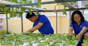 Cô Gái Công An Viên Khởi Nghiệp Thành Công Với Mô Hình Rau Thủy Canh Sạch